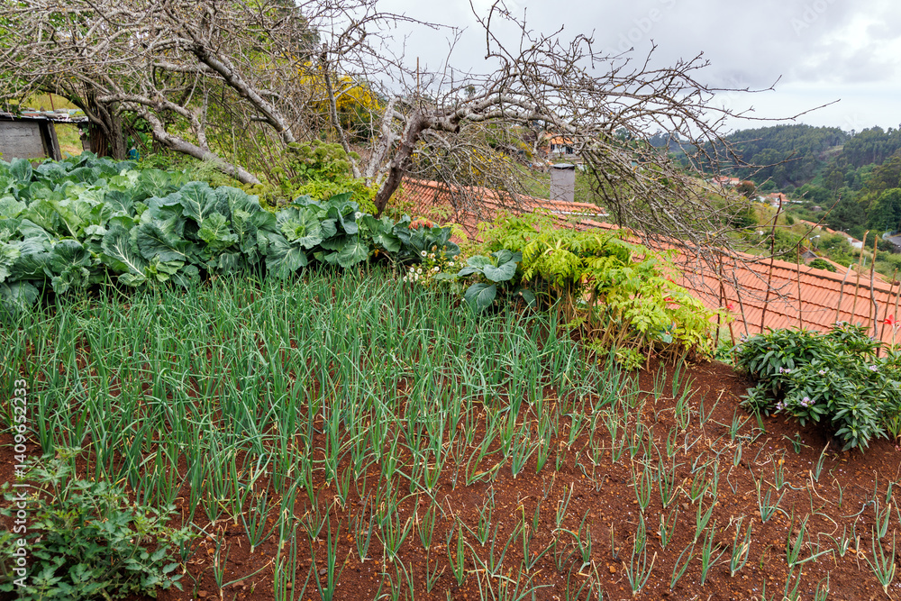 Small vegetables garden in Camacha mountainous town in municipality of Santa Cruz, Madeira Island, Portugal