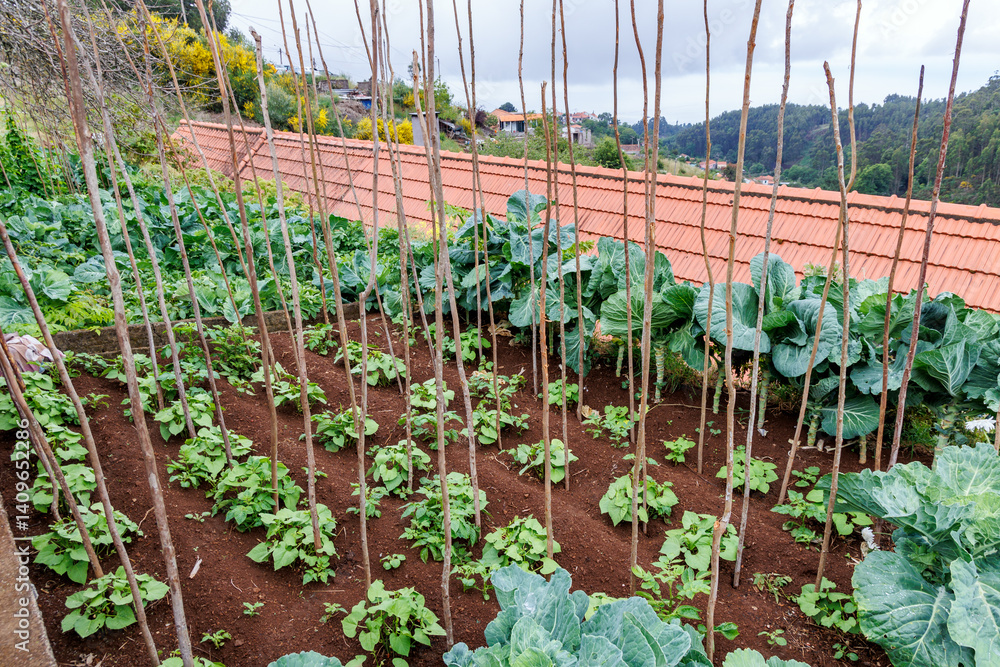 Small vegetables garden in Camacha mountainous town in municipality of Santa Cruz, Madeira Island, Portugal