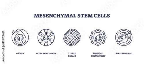Mesenchymal stem cells are depicted with icons for origin, differentiation, and tissue repair, transparent background. Outline icons set.