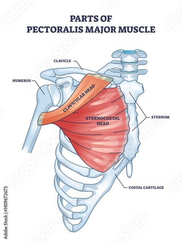 The diagram outlines parts of the pectoralis major muscle, highlighting the clavicular and sternocostal heads, transparent background.