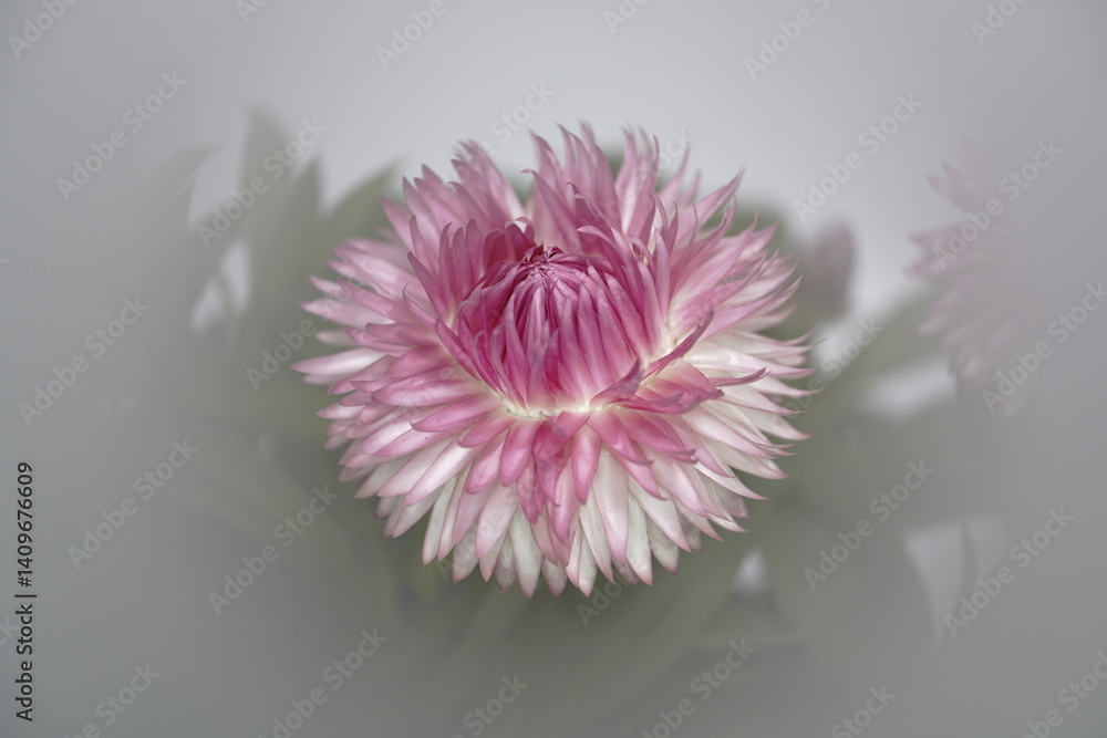 ヘリクリサムの花