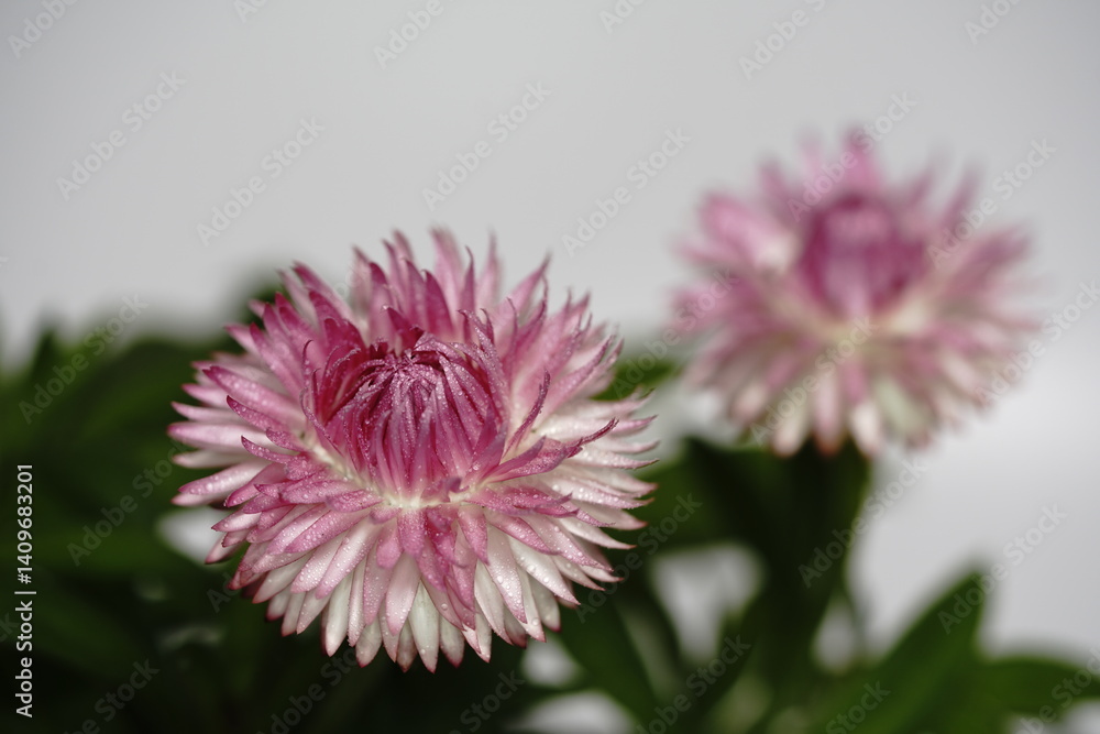 ヘリクリサムの花