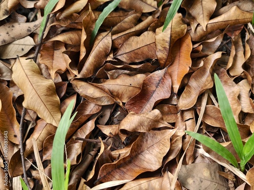 old and dry aloes leaves on the ground
