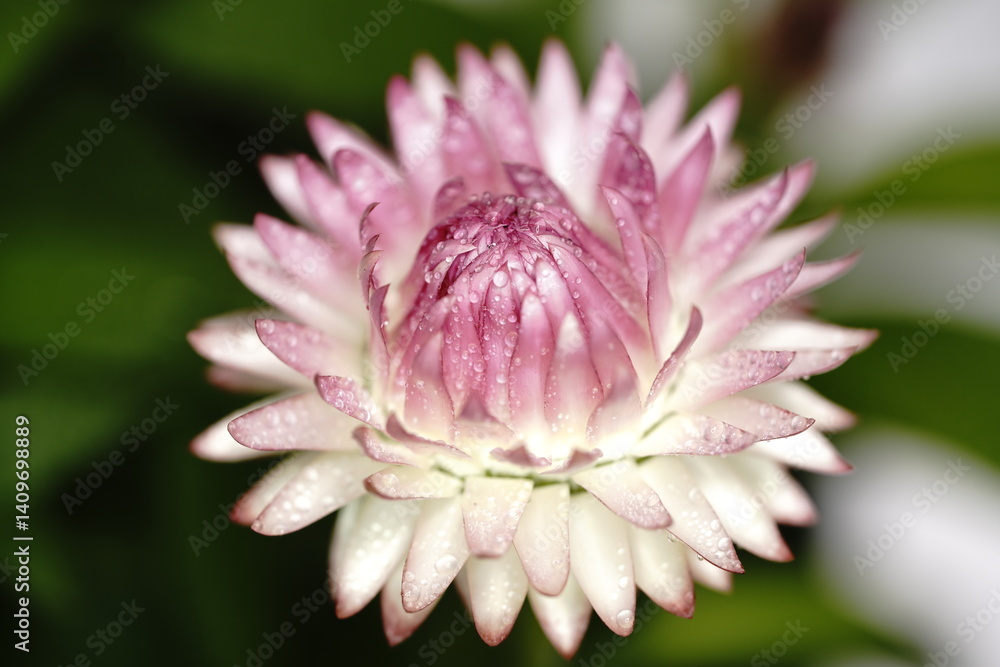 ヘリクリサムの花