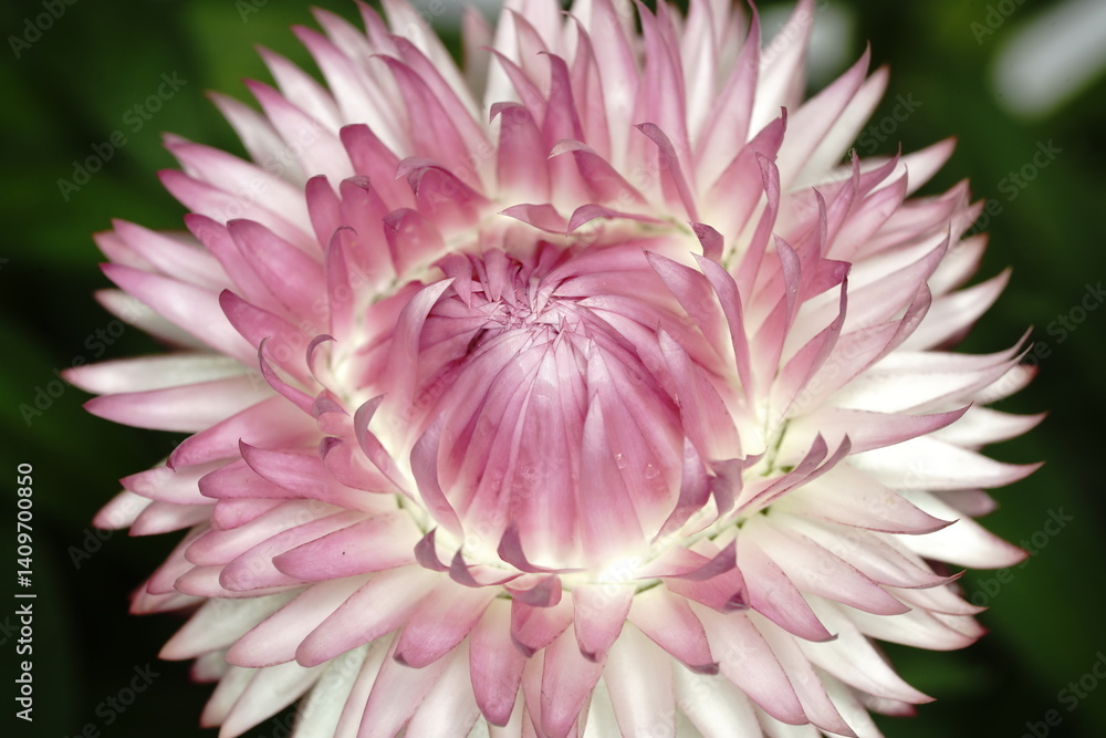 ヘリクリサムの花