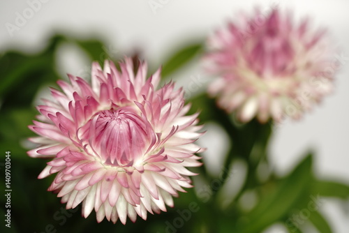 ヘリクリサムの花
