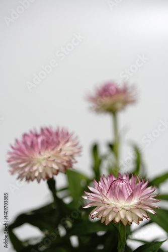 Obraz na płótnie ヘリクリサムの花 w salonie
