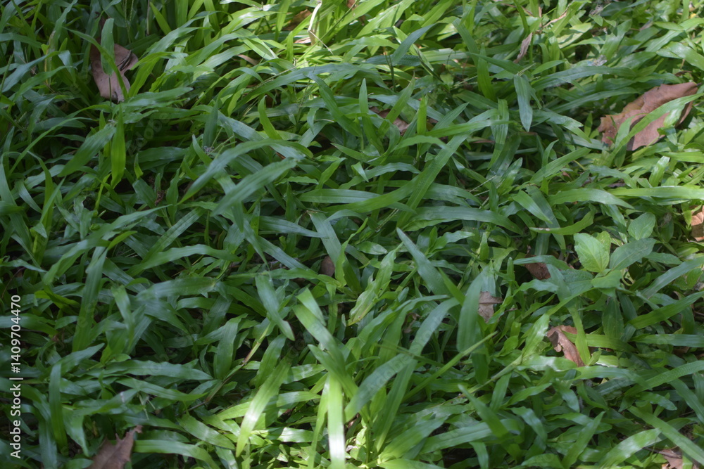Green Plants in the Natural Environment Green Plants in the Natural Environment