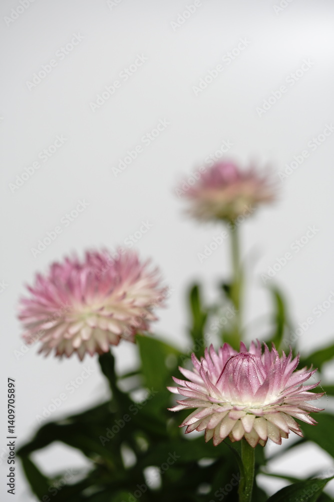 ヘリクリサムの花