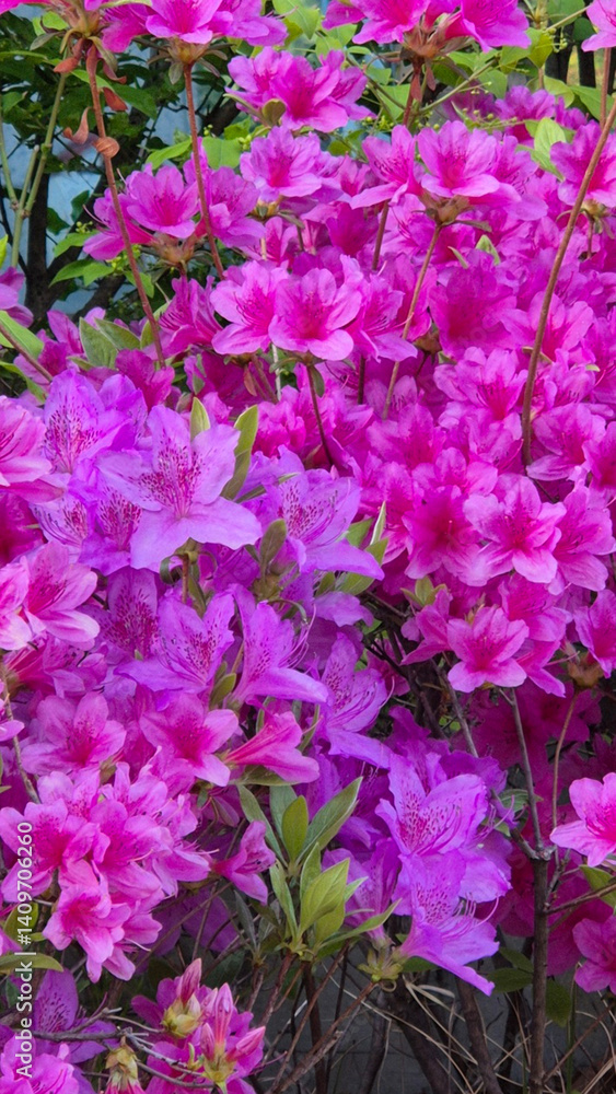 봄꽃의 대표, 만개한 철쭉 The representative spring flower, azalea in full bloom 봄꽃의 대표, 만개한 철쭉 The representative spring flower, azalea in full bloom