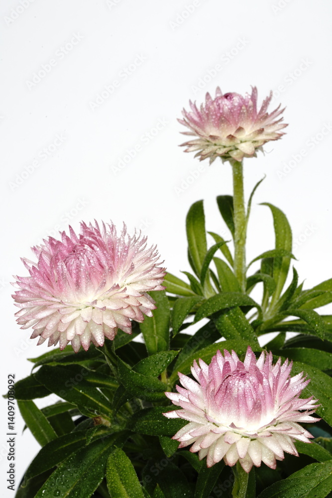 ヘリクリサムの花