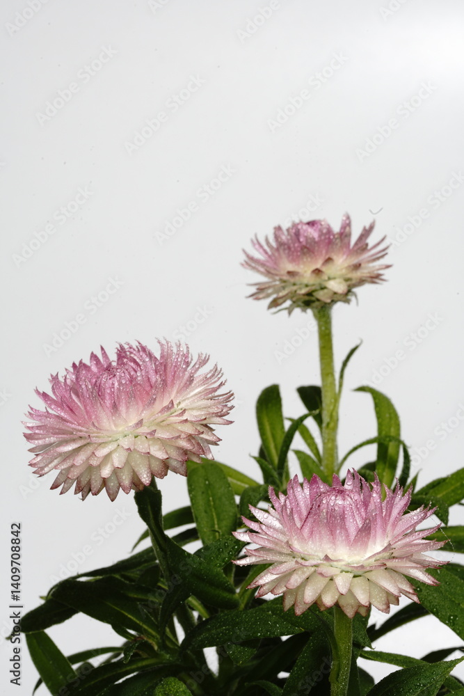 ヘリクリサムの花