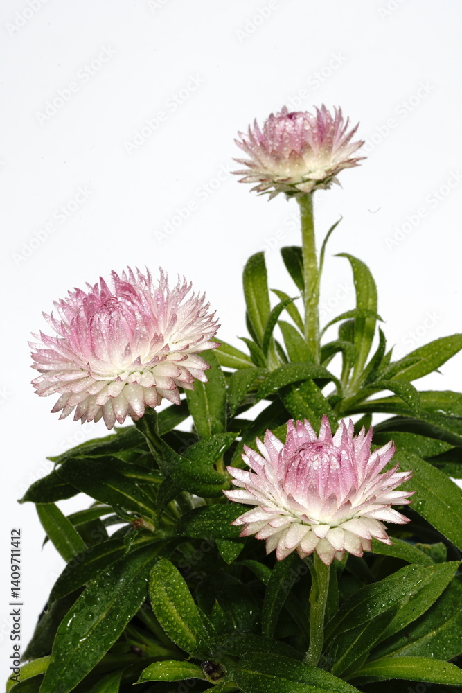 ヘリクリサムの花