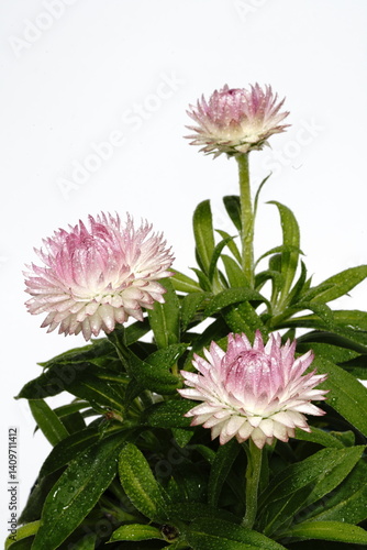 Obraz na płótnie ヘリクリサムの花 w salonie