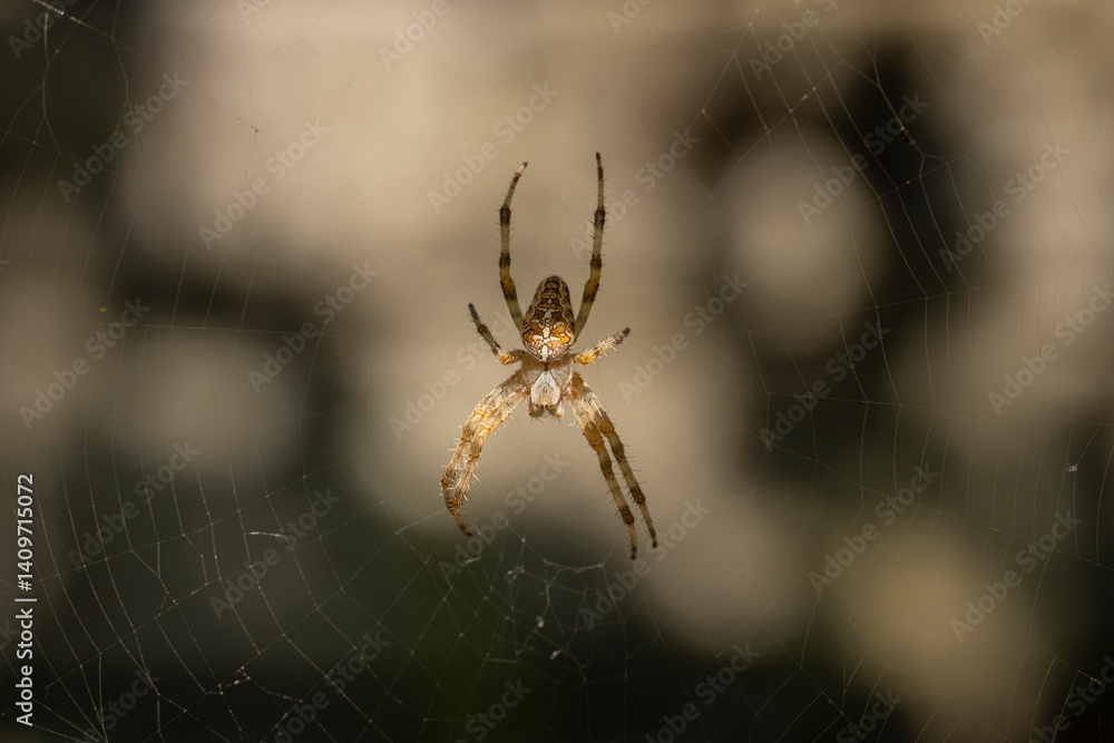 A spider, possibly an Araneus diadematus, is centered on its intricately spun web. The spider's body displays a combination of brown and beige markings. A spider, possibly an Araneus diadematus, is centered on its intricately spun web. The spider's body displays a combination of brown and beige markings.