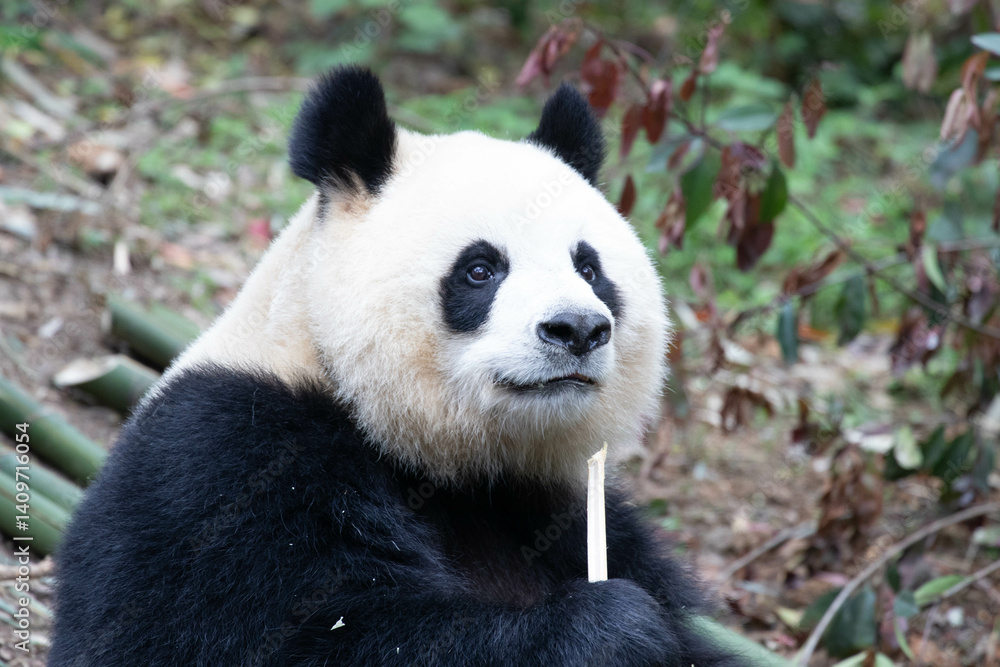 Sweet female Panda, Yuan Run, Chengdu Panda Base, China Sweet female Panda, Yuan Run, Chengdu Panda Base, China