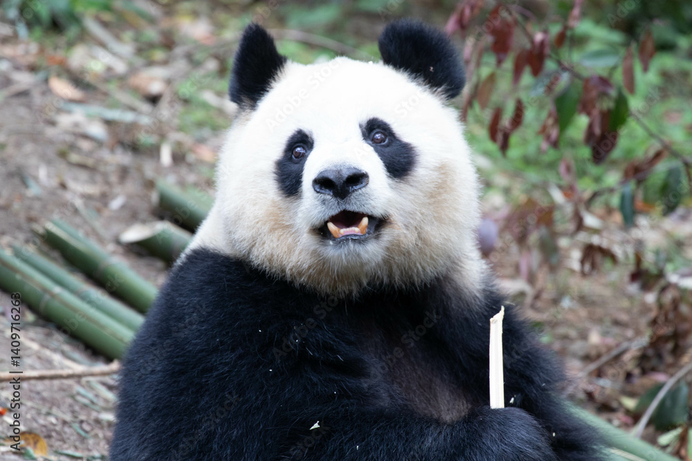 Obraz premium Sweet female Panda, Yuan Run, Chengdu Panda Base, China