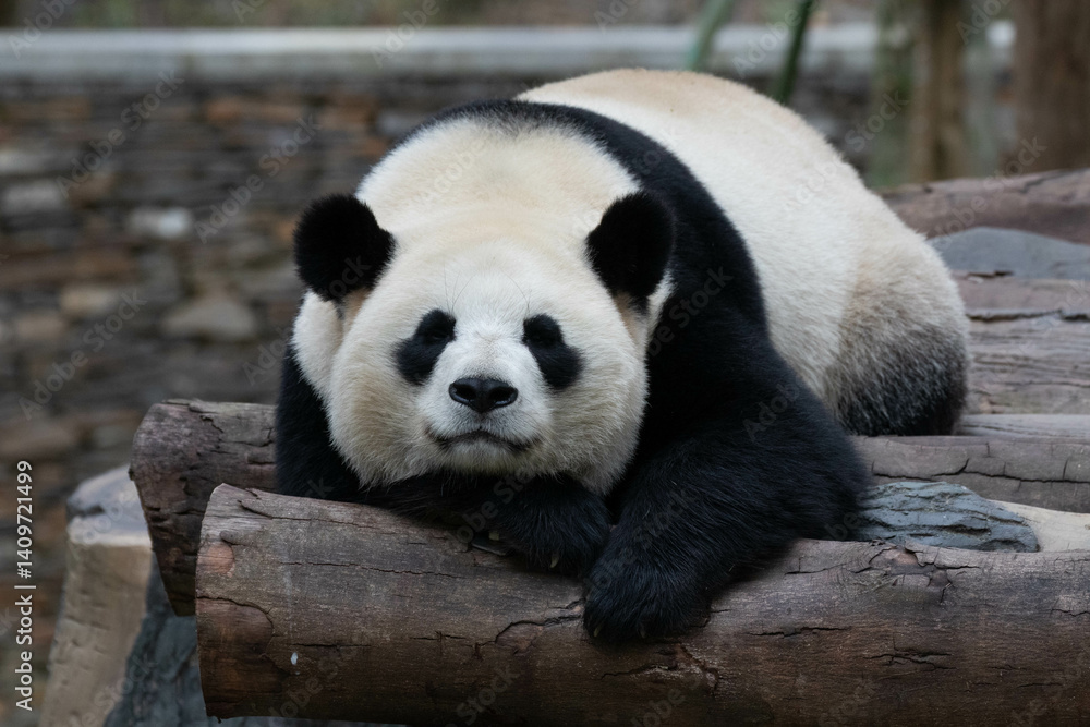 Obraz premium Close up a sleeping panda, China