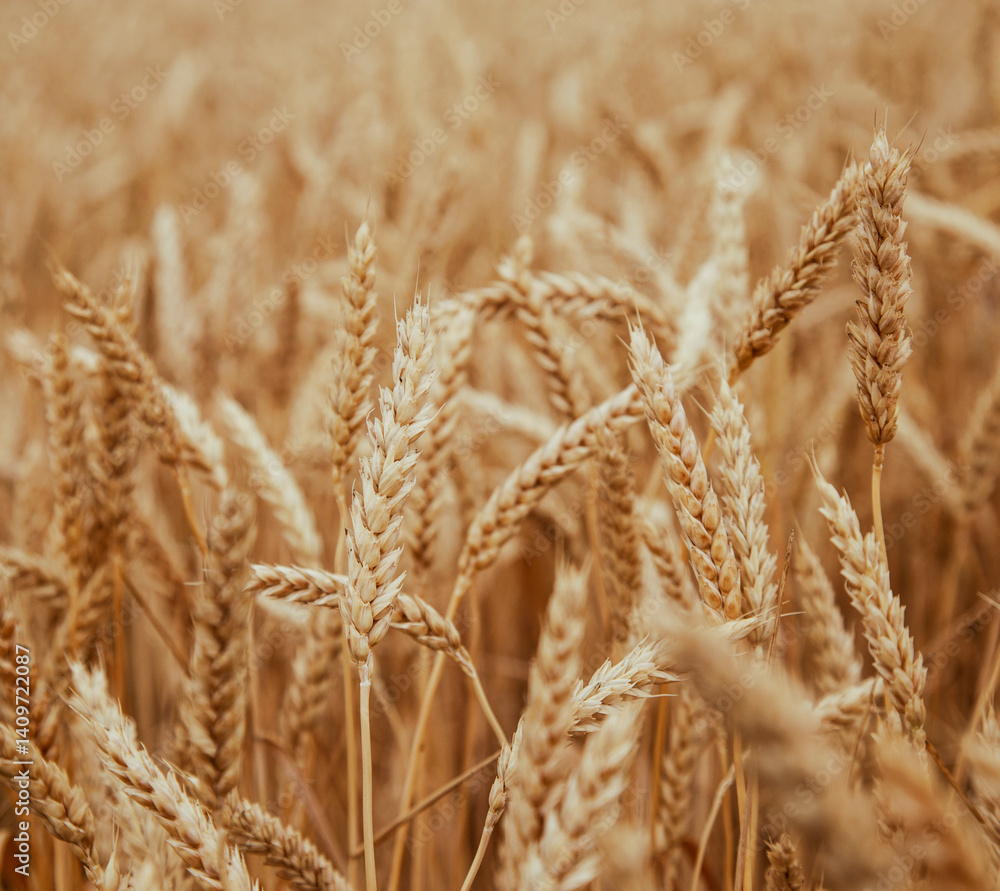 Fototapeta premium golden ears of wheat close