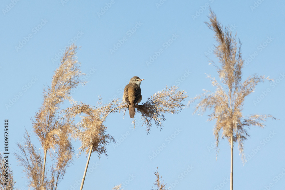 Great reed warbler sitting on a reed against a blue sky