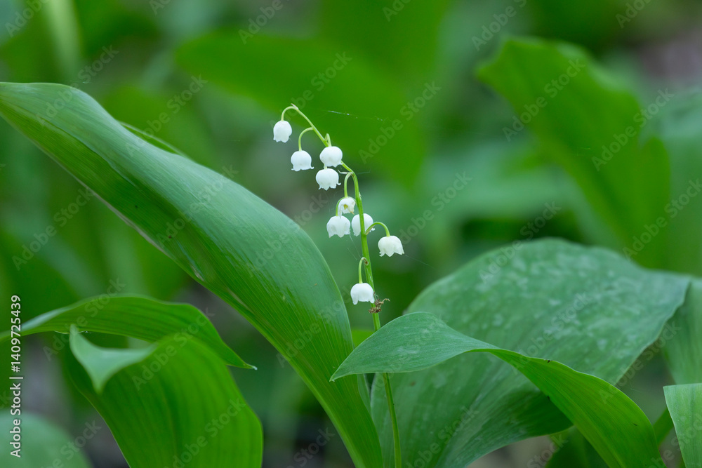 Many blooming lilies of the valley close up