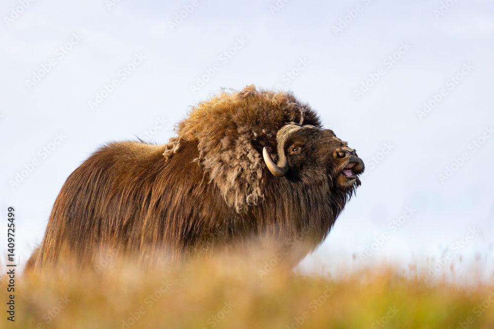 Male muskox in tundra. Republic of Sakha, Yakutia, Russia