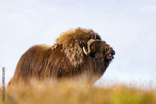 Obraz na płótnie Male muskox in tundra. Republic of Sakha, Yakutia, Russia w salonie