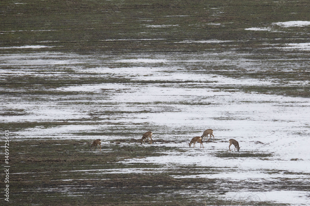 A herd of roe deer on the edge of a forest in winter
