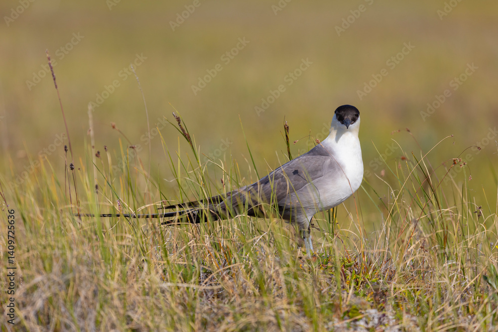 Long-tailed jaeger bird sitting on the grass close up