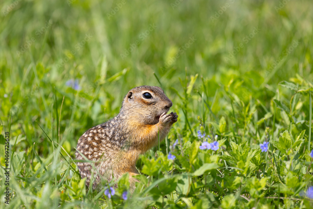 Speckled ground squirrel animal standing in the grass eating something