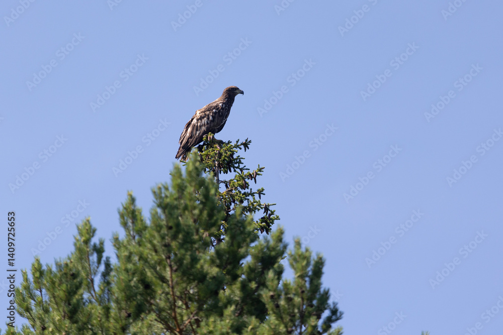 White-tailed eagle sits on a tree against the sky