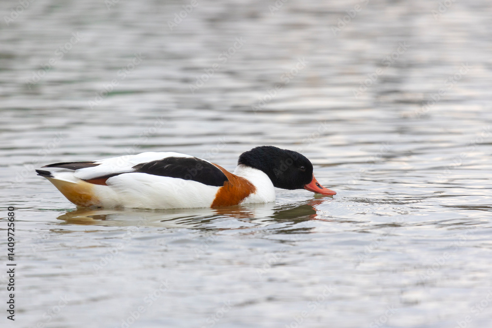 Common Shelduck Duck Swimming in Water, Close-up