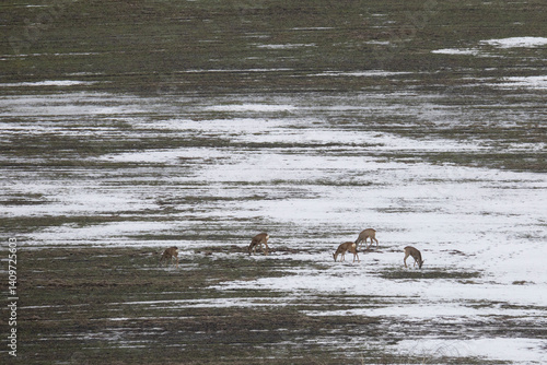 Obraz na płótnie A herd of roe deer on the edge of a forest in winter w salonie