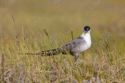 Obraz na płótnie Long-tailed jaeger bird sitting on the grass close up w salonie