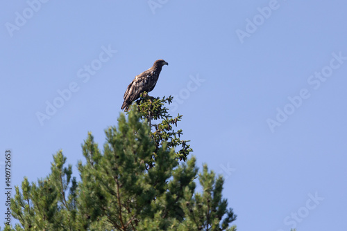 White-tailed eagle sits on a tree against the sky