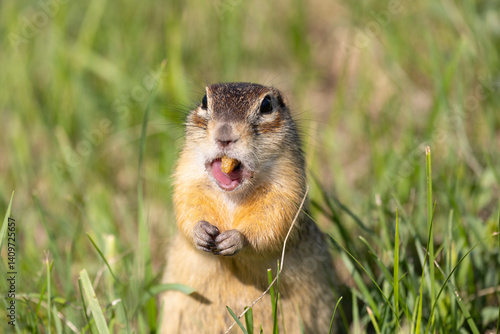 Speckled ground squirrel animal standing in the grass eating something