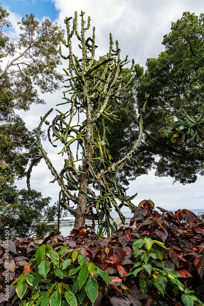 Plant in Santa Catarina Park in Funchal city, capital of Madeira Island, Portugal