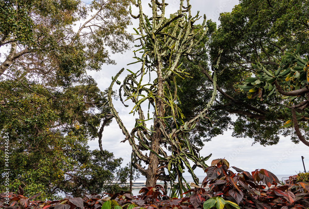 Plant in Santa Catarina Park in Funchal city, capital of Madeira Island, Portugal