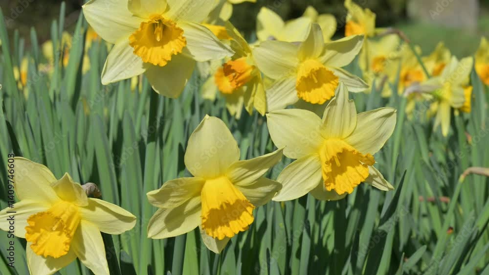 Daffodils in graveyard. March, Kent, UK Daffodils in graveyard. March, Kent, UK