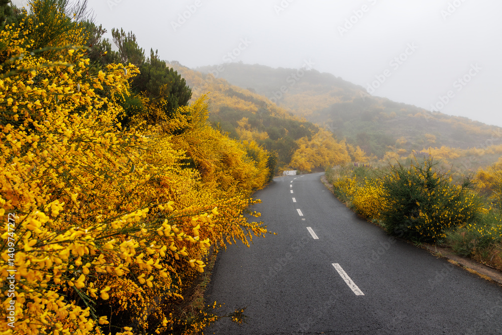 Road in the central, mountainous part of Madeira, surrounded by a flowering Madeira Broom shrubs, Portugal