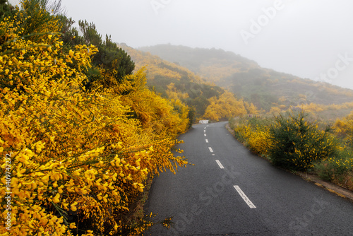 Obraz na płótnie Road in the central, mountainous part of Madeira, surrounded by a flowering Madeira Broom shrubs, Portugal w salonie