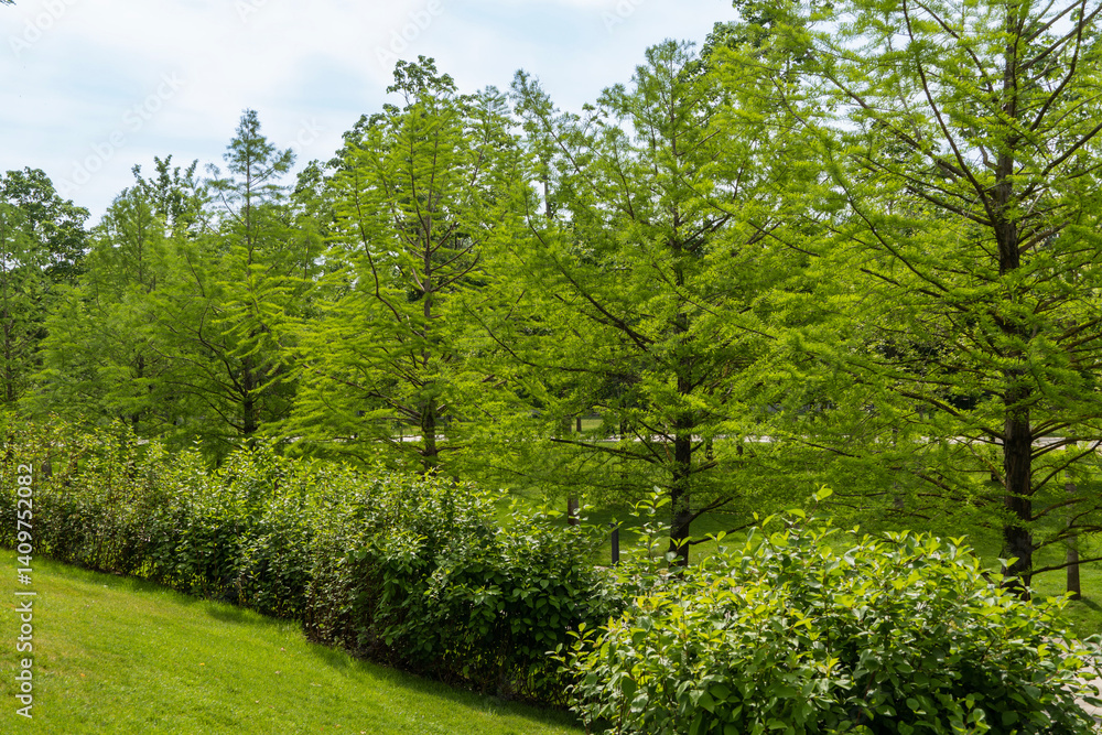 Obraz premium Sunny spring morning 2024. Bald Cypress Taxodium Distichum (swamp, white-cypress, gulf or tidewater red cypress) tree in public landscape city Park Krasnodar or Galitsky park.