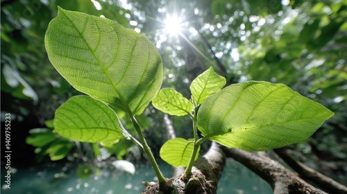 Wallpaper Mural Kratoms Cognitive Boost Stress Relief from Southeast Asias Natural Wonder Torontodigital.ca