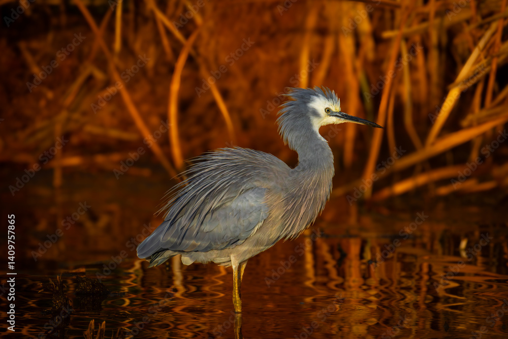 Naklejka premium White-faced Heron, lit by the golden hour