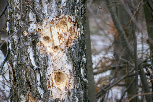 A birch trunk pierced by a woodpecker.
Traces of woodpecker work on an old birch trunk