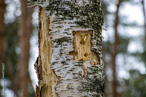A birch trunk pierced by a woodpecker.
Traces of woodpecker work on an old birch trunk