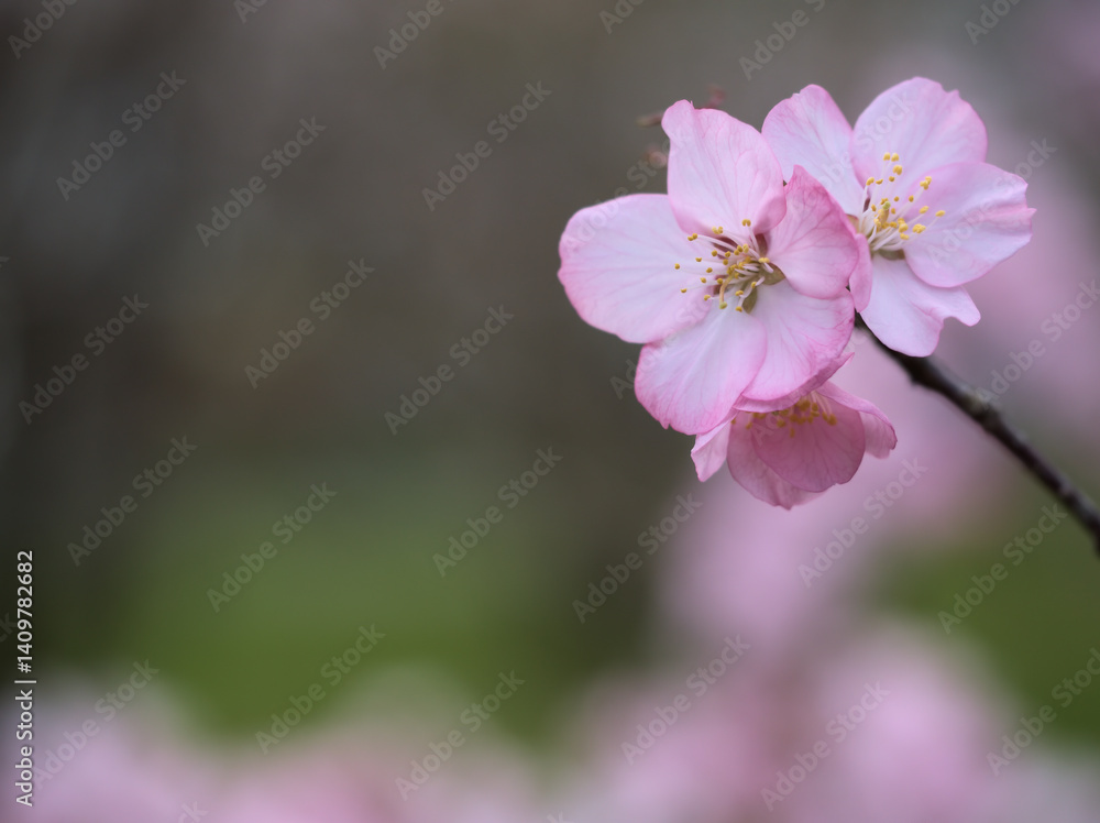 Fototapeta premium 4月に咲いた可愛らしくて淡いピンク色の桜「タカネオオヤマザクラ（高嶺大山桜）」