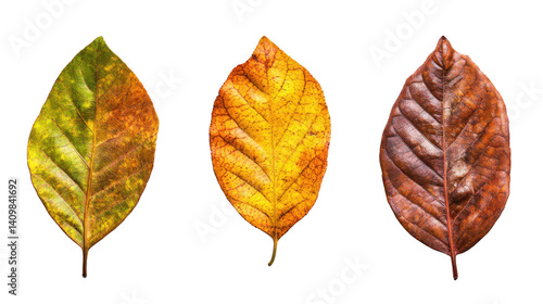 Three distinct colored leaves arranged together showcasing the diversity and beauty found in nature's palette