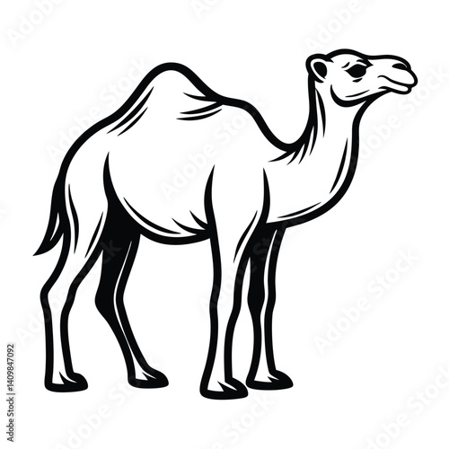 Elegant black and white dromedary camel on an isolated background