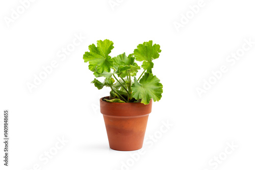 A geranium plant in a clay pot on a white background